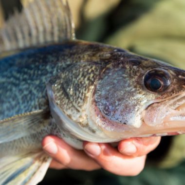 walleye