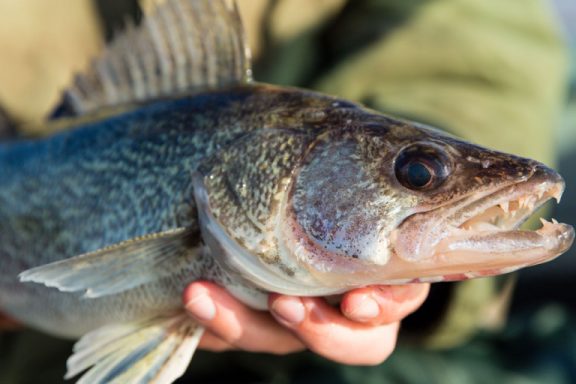 walleye