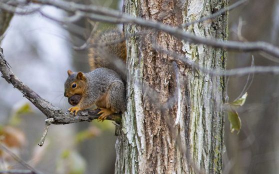 A squirrel with a nut in a tree.