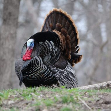 A tom turkey goes into full strut in a forest.