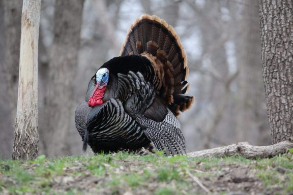 A tom turkey goes into full strut in a forest.