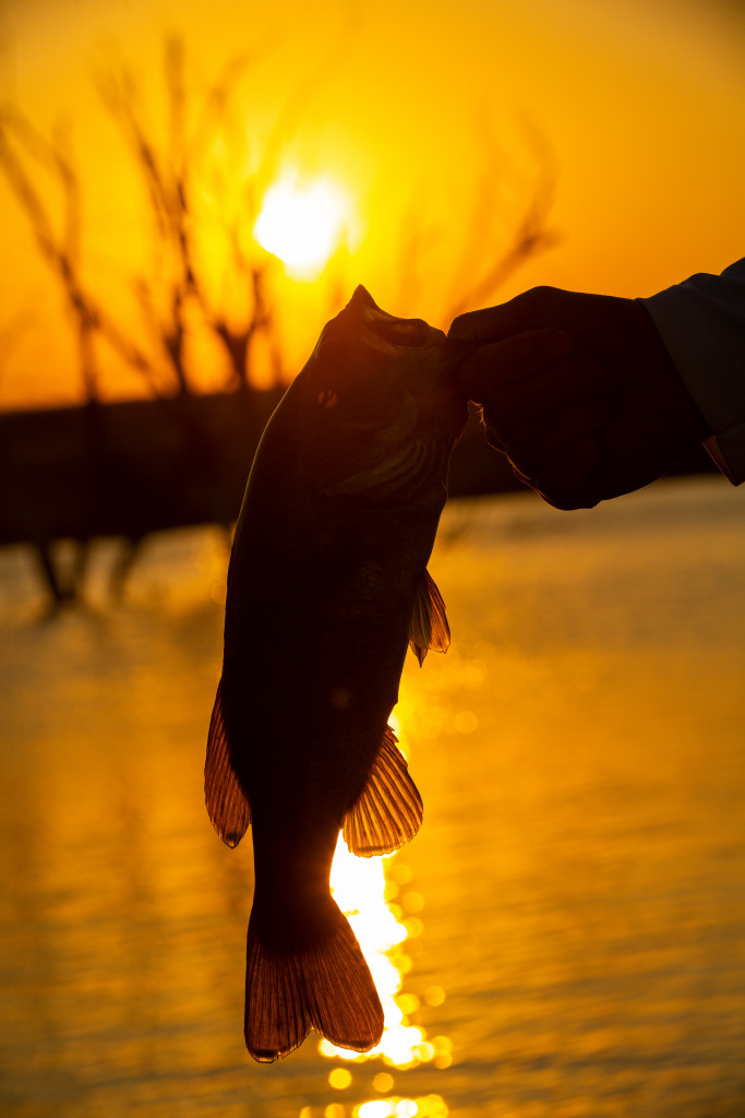 A hand holds a large bass silhouetted by a morning sunrise during summer.