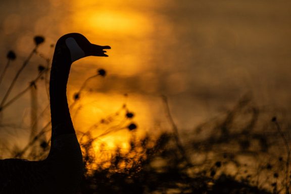 A goose decoy is silhouetted in front of a golden sky