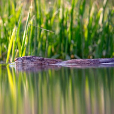 A beaver swims in water, a grassy shore in the background