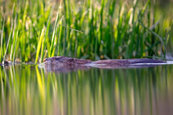 A beaver swims in water, a grassy shore in the background