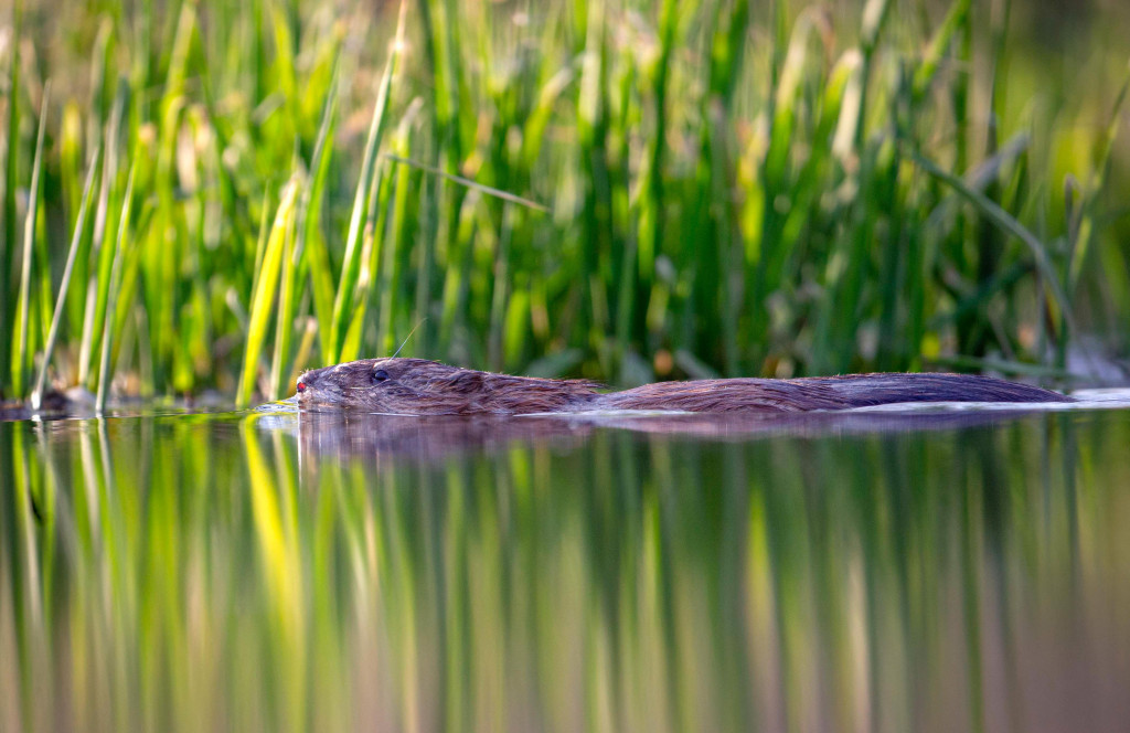 A beaver swims in water, a grassy shore in the background