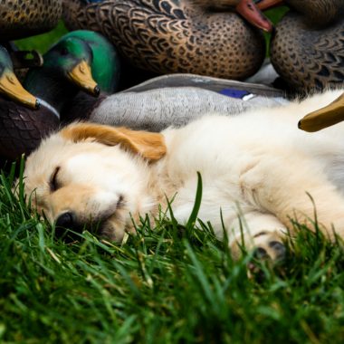 A yellow Labrador retriever puppy sleeping among duck decoys.