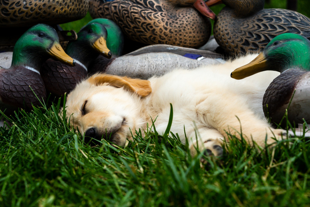 A yellow Labrador retriever puppy sleeping among duck decoys.