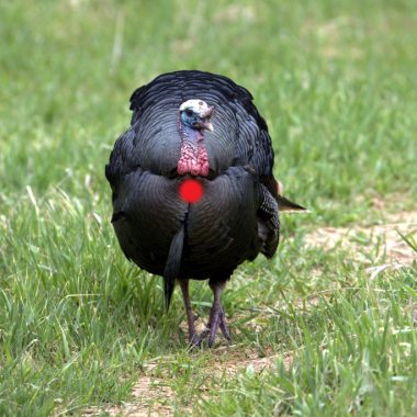 A Tom turkey in grass. Red dot show archery shot placement.