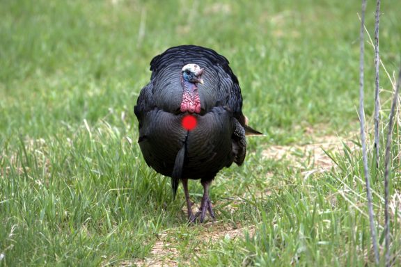 A Tom turkey in grass. Red dot show archery shot placement.