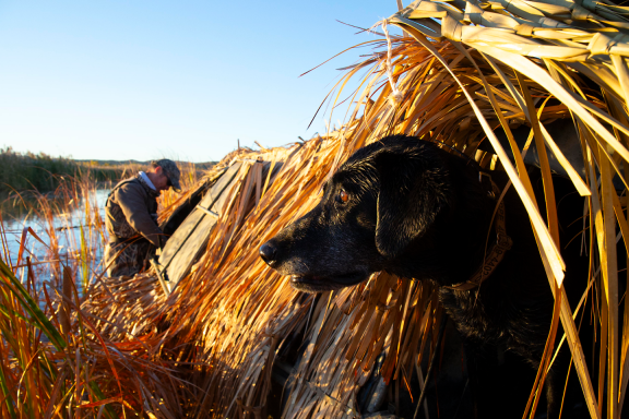 A dog and hunter in a waterfowl hunting blind.