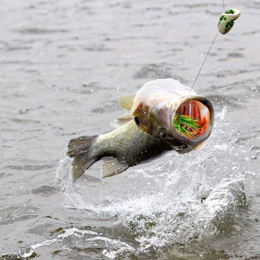 A largemouth bass leaps from the water with a topwater frog in its mouth