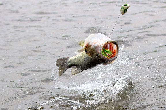 A largemouth bass leaps from the water with a topwater frog in its mouth