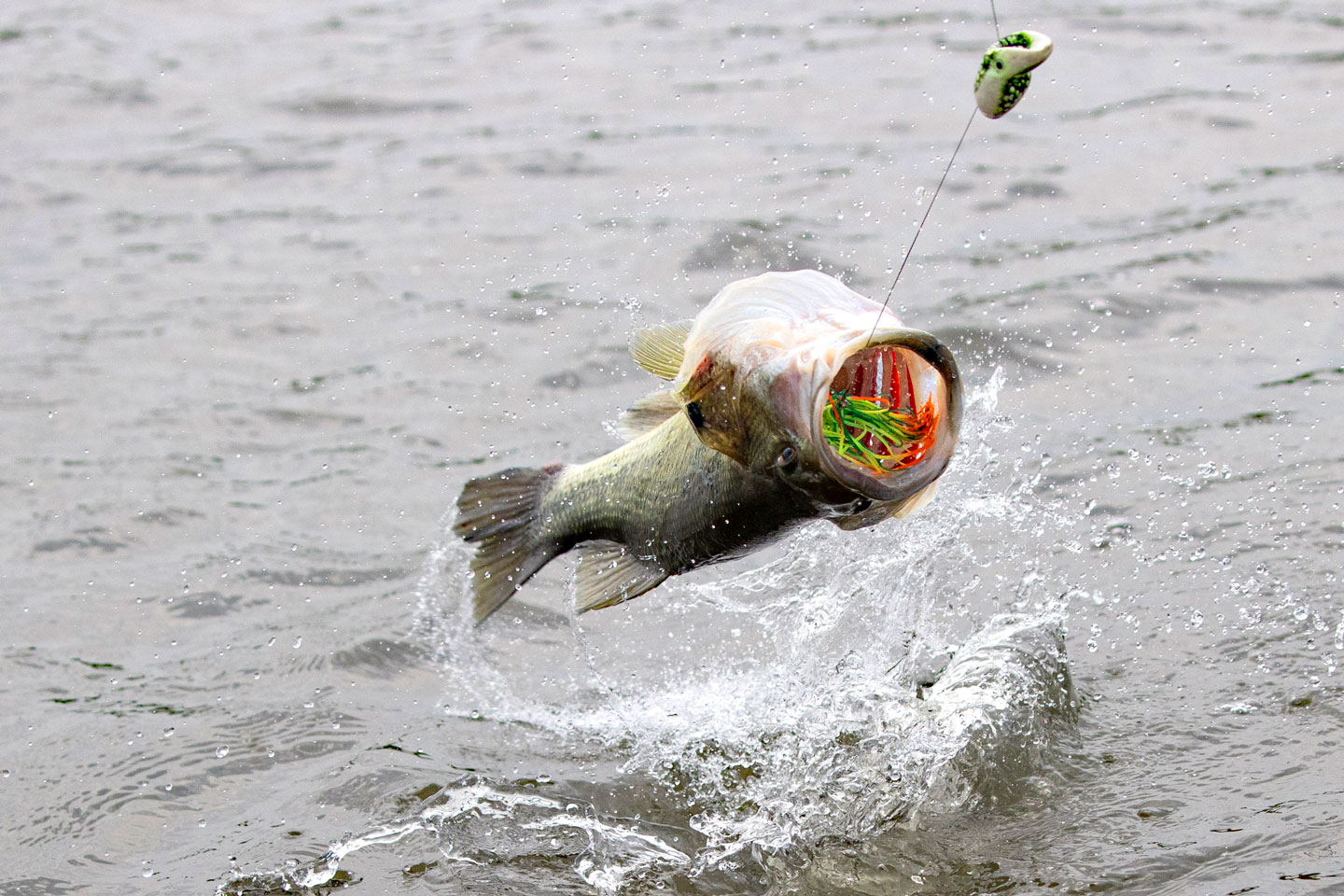 A largemouth bass leaps from the water with a topwater frog in its mouth