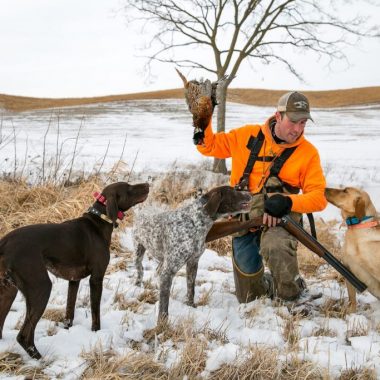 A hunter holds a pheasant he shot with two GSPs and one Lab.