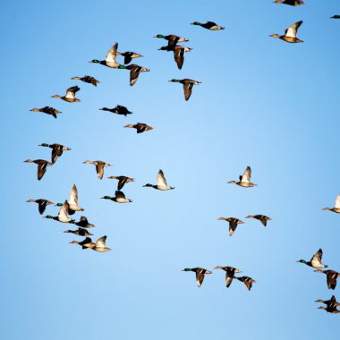 A group of flying mallards.