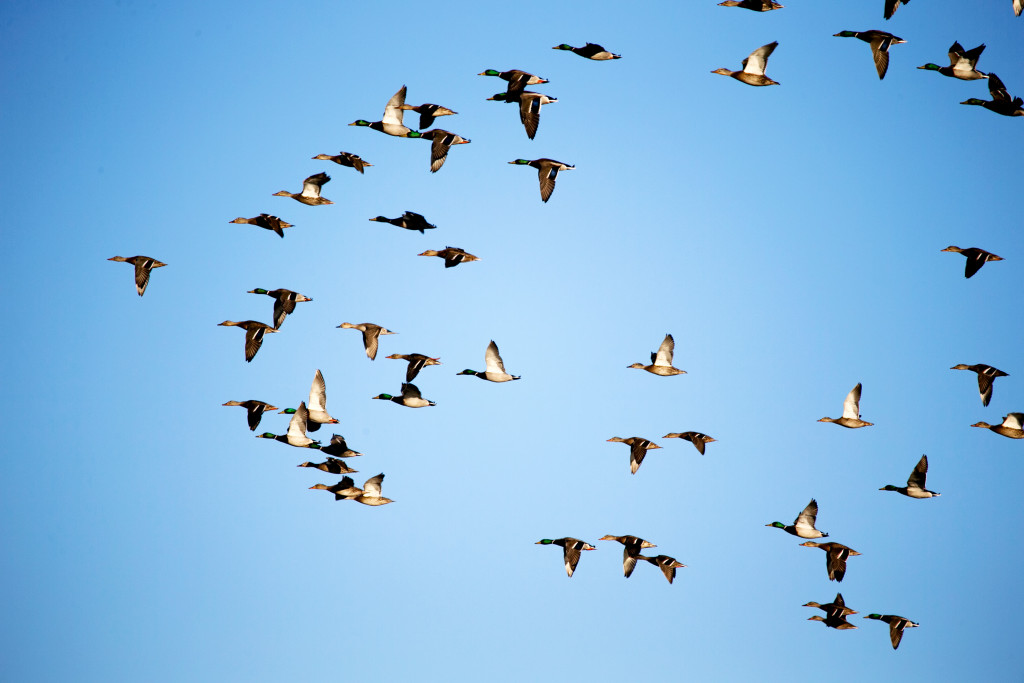 A group of flying mallards.