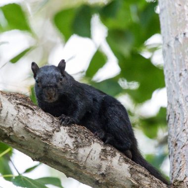 Black squirrel in a tree.