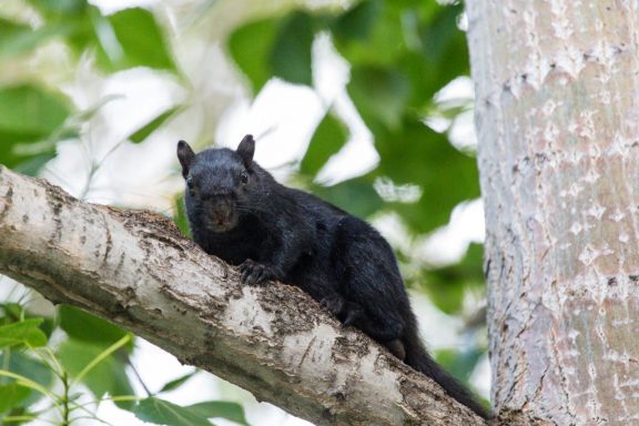 Black squirrel in a tree.