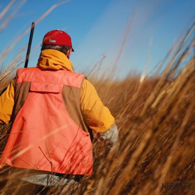 A male upland hunter walk through tall grass.