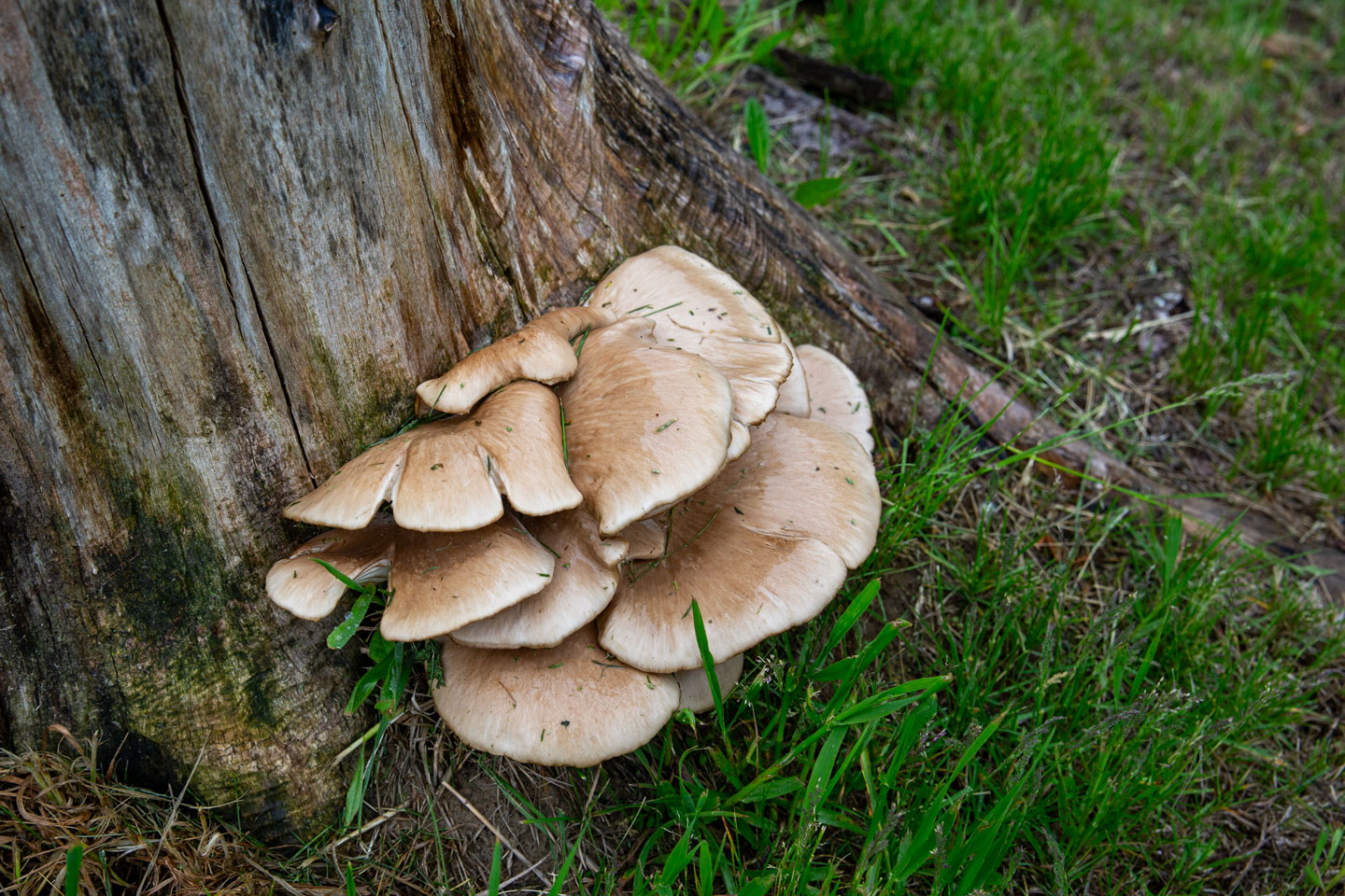 Wild oyster mushrooms at the base of a tree.