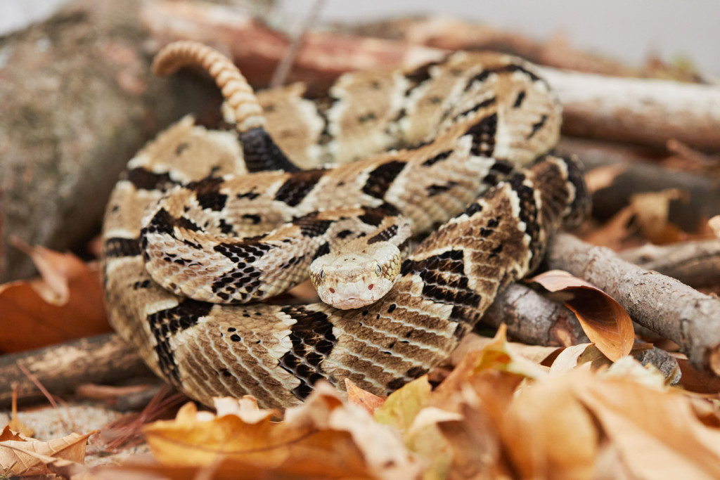 A timber rattlesnake lays curled up on a bed of leaves staring at the camera