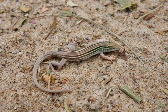 A brown and mint green lizard scurries across sand