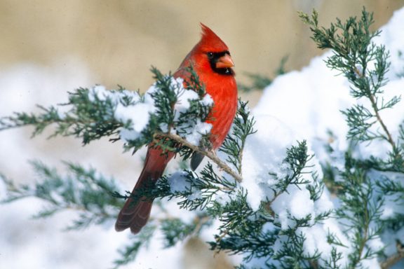 a red cardinal is a pop of color against snow-covered evergreen needles