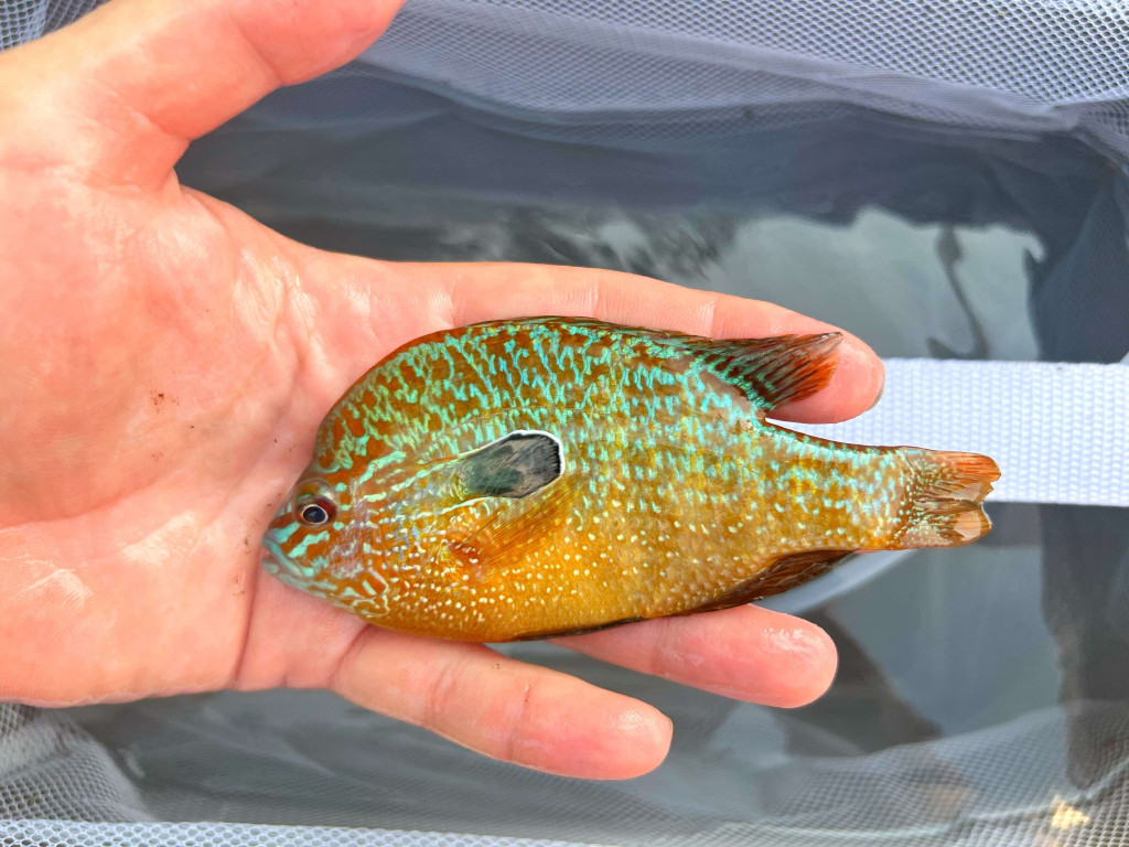 longear sunfish