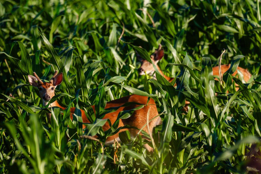 White-tailed deer in corn