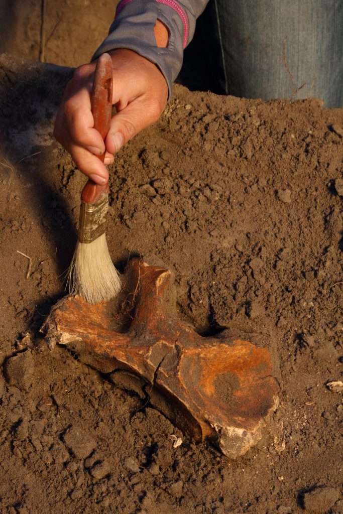 An archeologist brushes the neck bone of a bison.