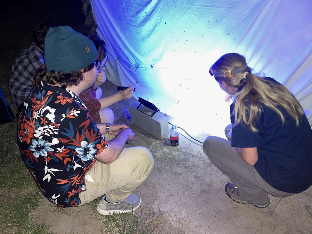 three people crouch on the ground looking at bugs attracted to a white sheet at night with a light