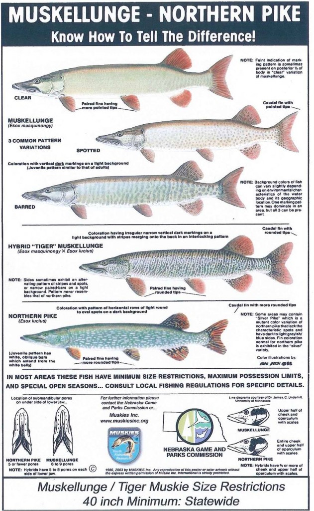 Muskie and northern pike poster.