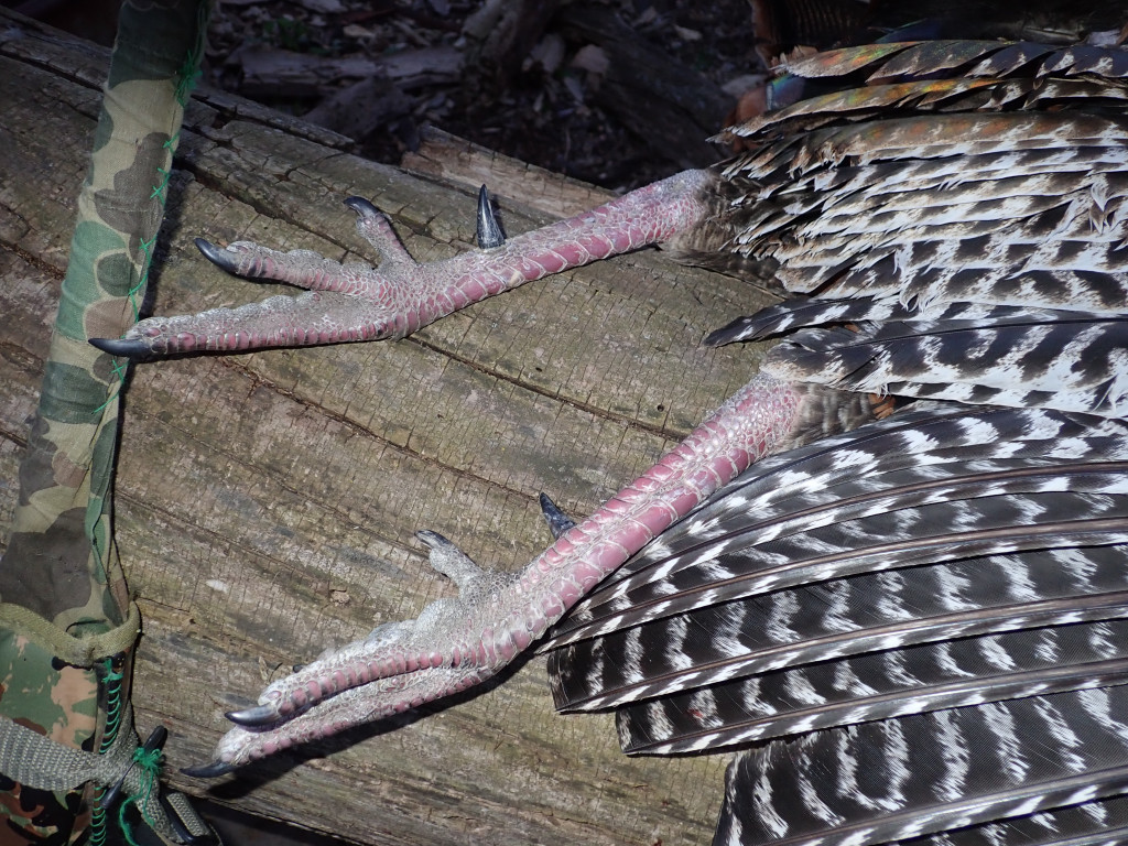 wild turkey spurs