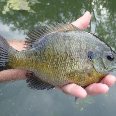 bluegill