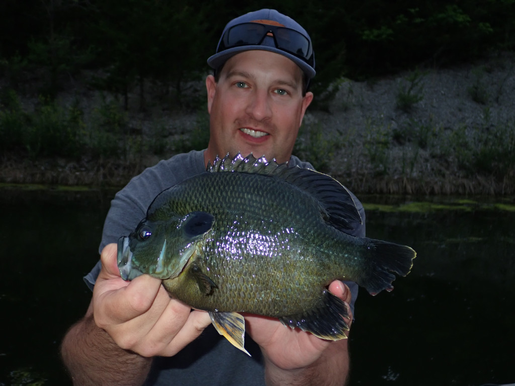 A man catches a green sunfish x bluegill hybrid.