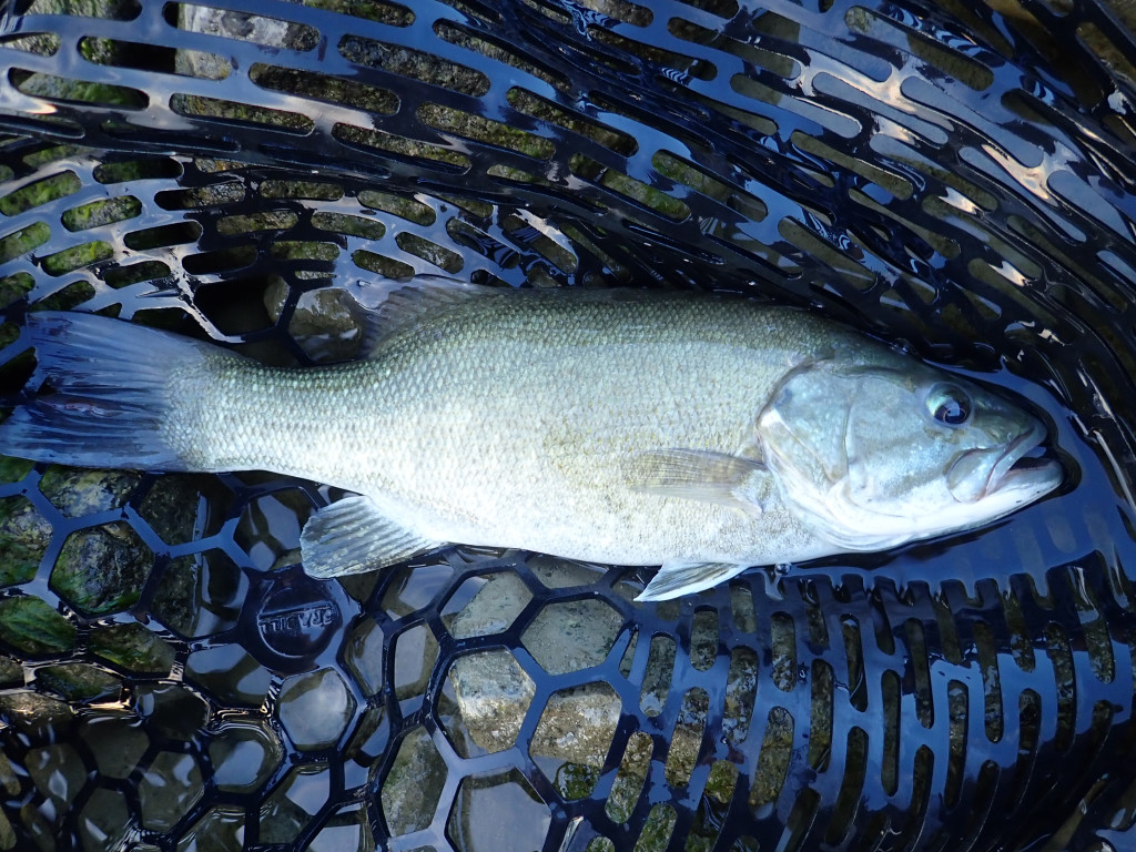 smallmouth bass