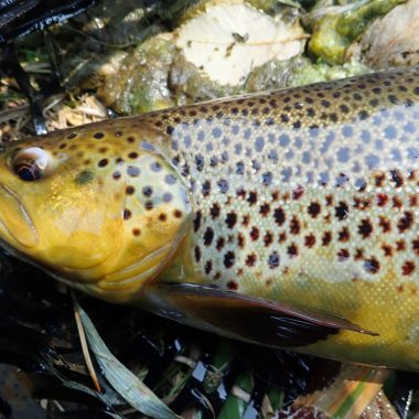 brown trout in a net