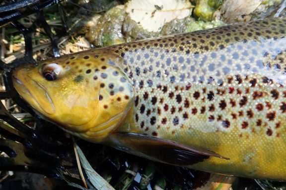 brown trout in a net