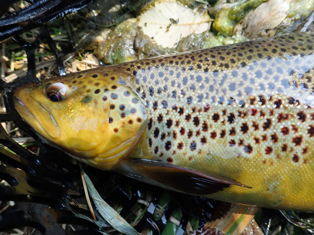 brown trout in a net