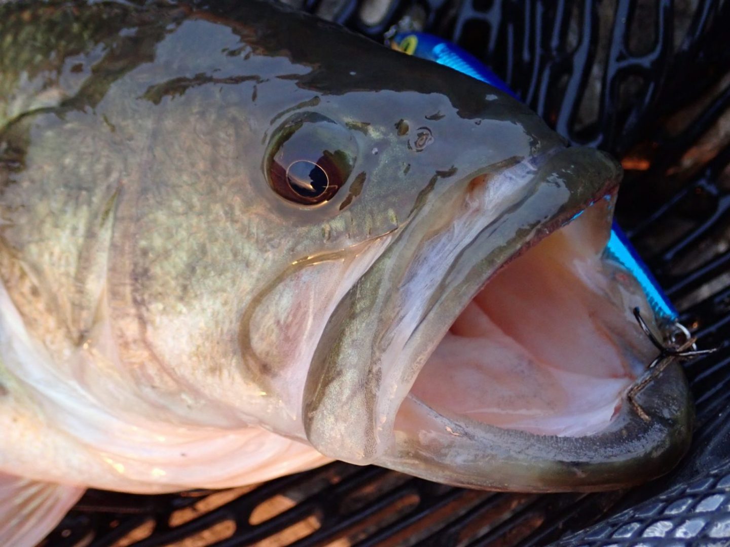 largemouth bass with hook in mouth