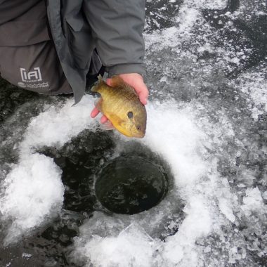 bluegill caught through the ice