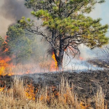 A ponderosa pine and the surrounding grassy landscape is on fire.