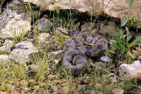 A timber rattlesnake tries to blend in with its surroundings