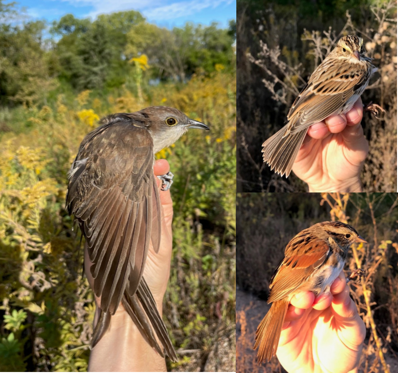 Black-billed cuckoo (left), savannah sparrow (top) and swamp sparrow (bottom).