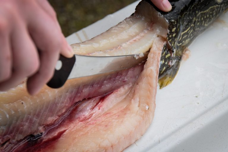 Close up of pike being cleaned.