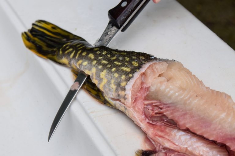 close-up of a pike being cleaned