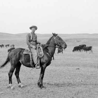 Cowboy and herd in Cherry County in 1889.