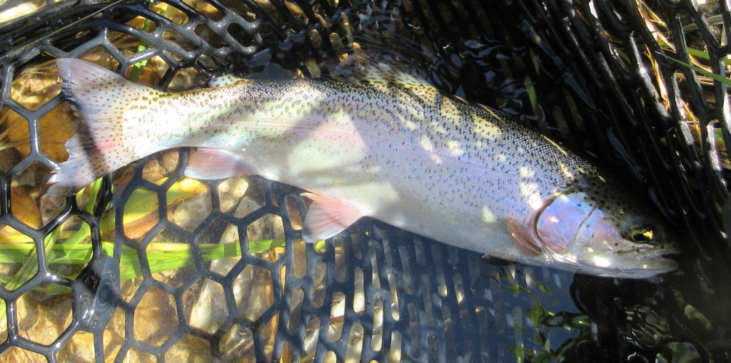 rainbow trout in a net