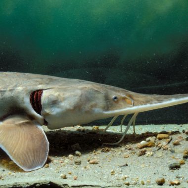 close-up of a pallid sturgeon nose